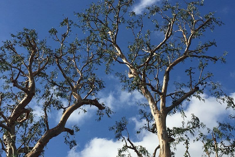 tree service tree service in torrance ca