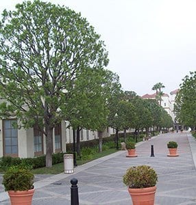 tree service tree service