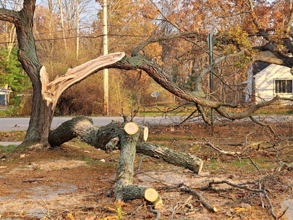 emergency tree removal company